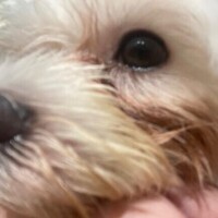 お久しぶりの日記