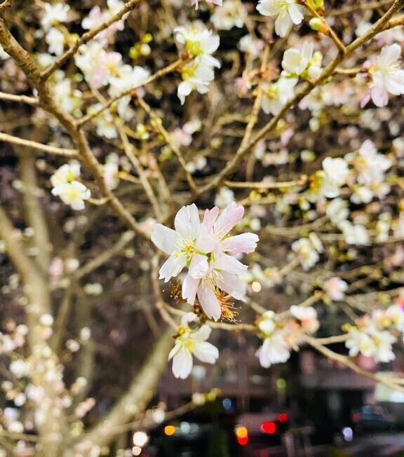 ?お礼日記と週末の出勤予定???