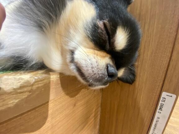 出勤しまつた