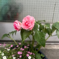 りさです?本日…