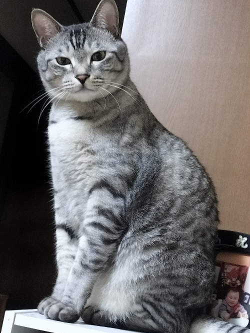 アナタは猫派？犬派？