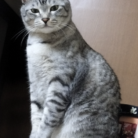 ミズキ