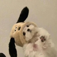 有栖しう