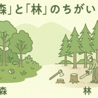林みおり