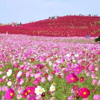 成瀬みお