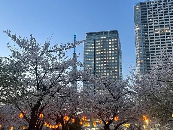 桜🌸