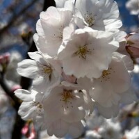 葛城はな