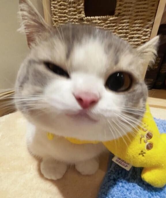 明日！です！