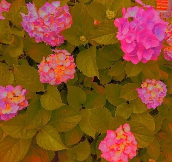 5月のありがとう🌼🌼
