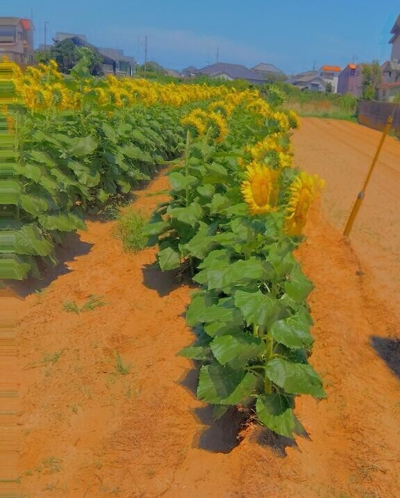 おはようございます🍀