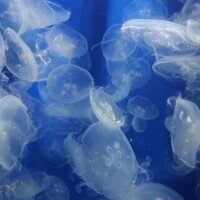 黒崎ななみ