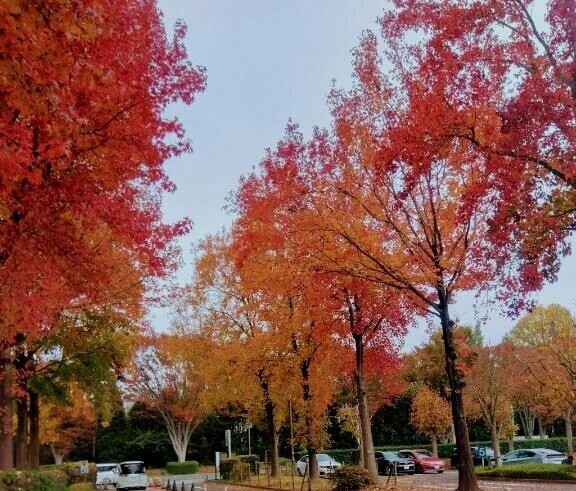 おはようございます🍀