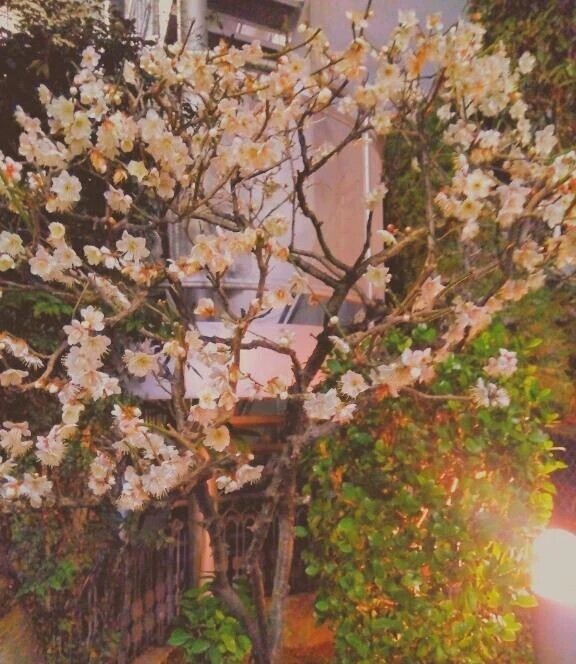 おはようございます🍀