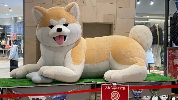 可愛い秋田犬最高