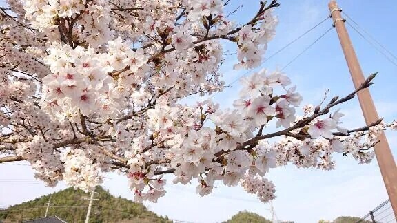 桜🌸の季節