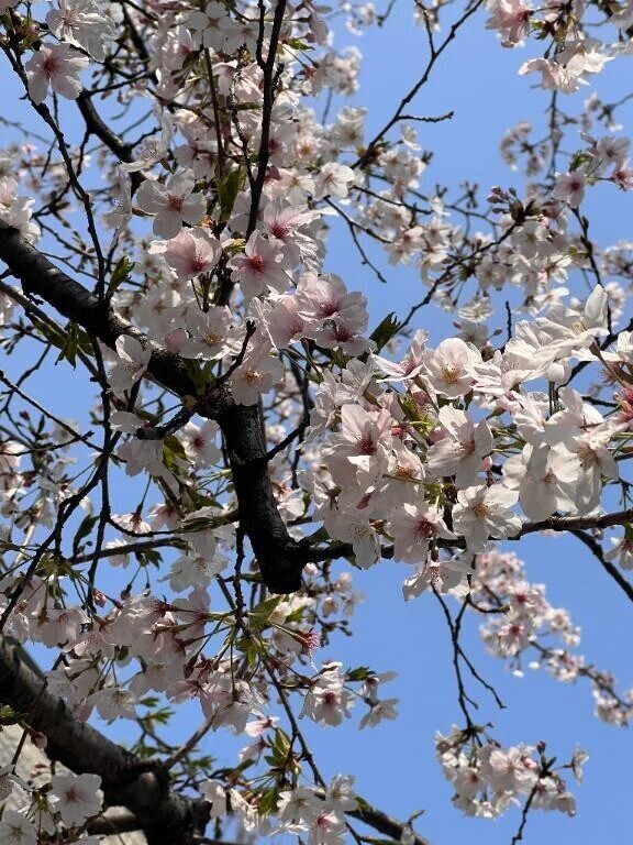 お久しぶりです🌸