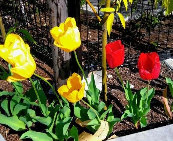 おはようございます🍀