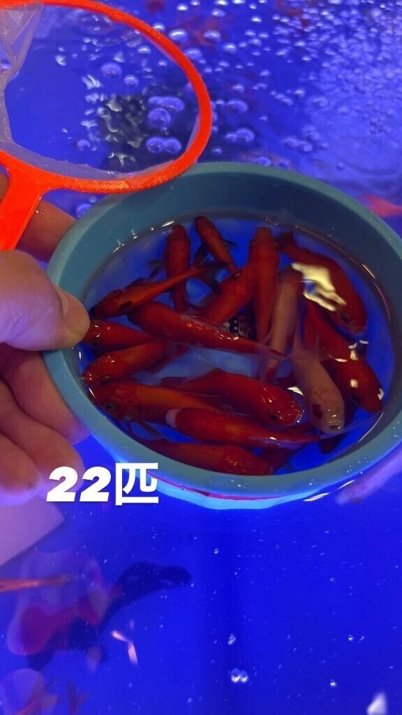 𓇼𓆡𓆉 ⋆夏を先取り𓇼𓆡𓆉 ⋆