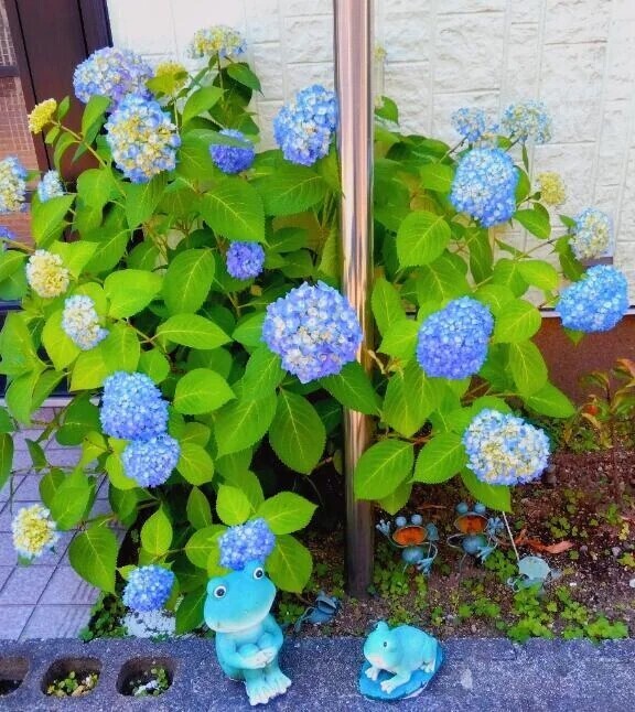おはようございます🍀