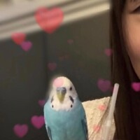小泉のどか