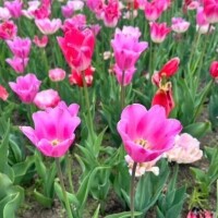 成瀬みお