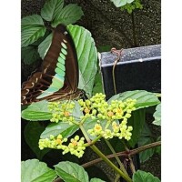 アオスジアゲハ