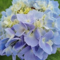 7/6の御礼♡Iさま
