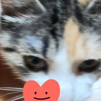 すみれ