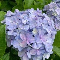 暑いね？溶けそうだね？？