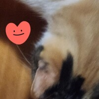 ありがとう(ФωФ)