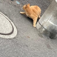 もか