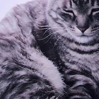 ありがとう(ФωФ)