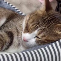 可愛いなぁ