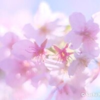 ご予約頂いていた紳士様
