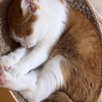 今日は