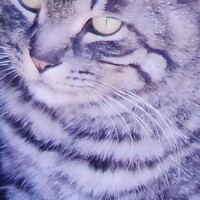 ありがとう(ФωФ)