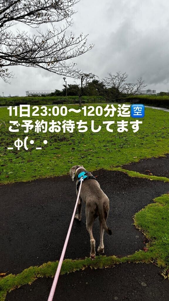飛行機