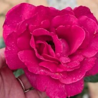 14日♡﻿Tさまぁぁ​ᰔᩚ18時～