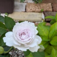 17日♡﻿A様​ᰔᩚ
