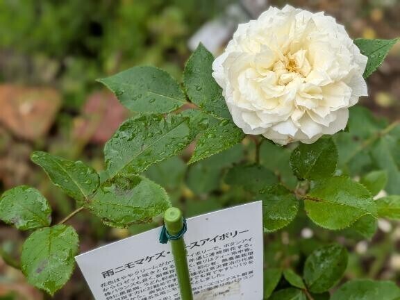 17日♡﻿Y様​ᰔᩚ