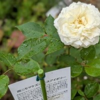17日♡﻿Y様​ᰔᩚ