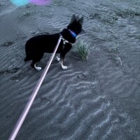 わんっ