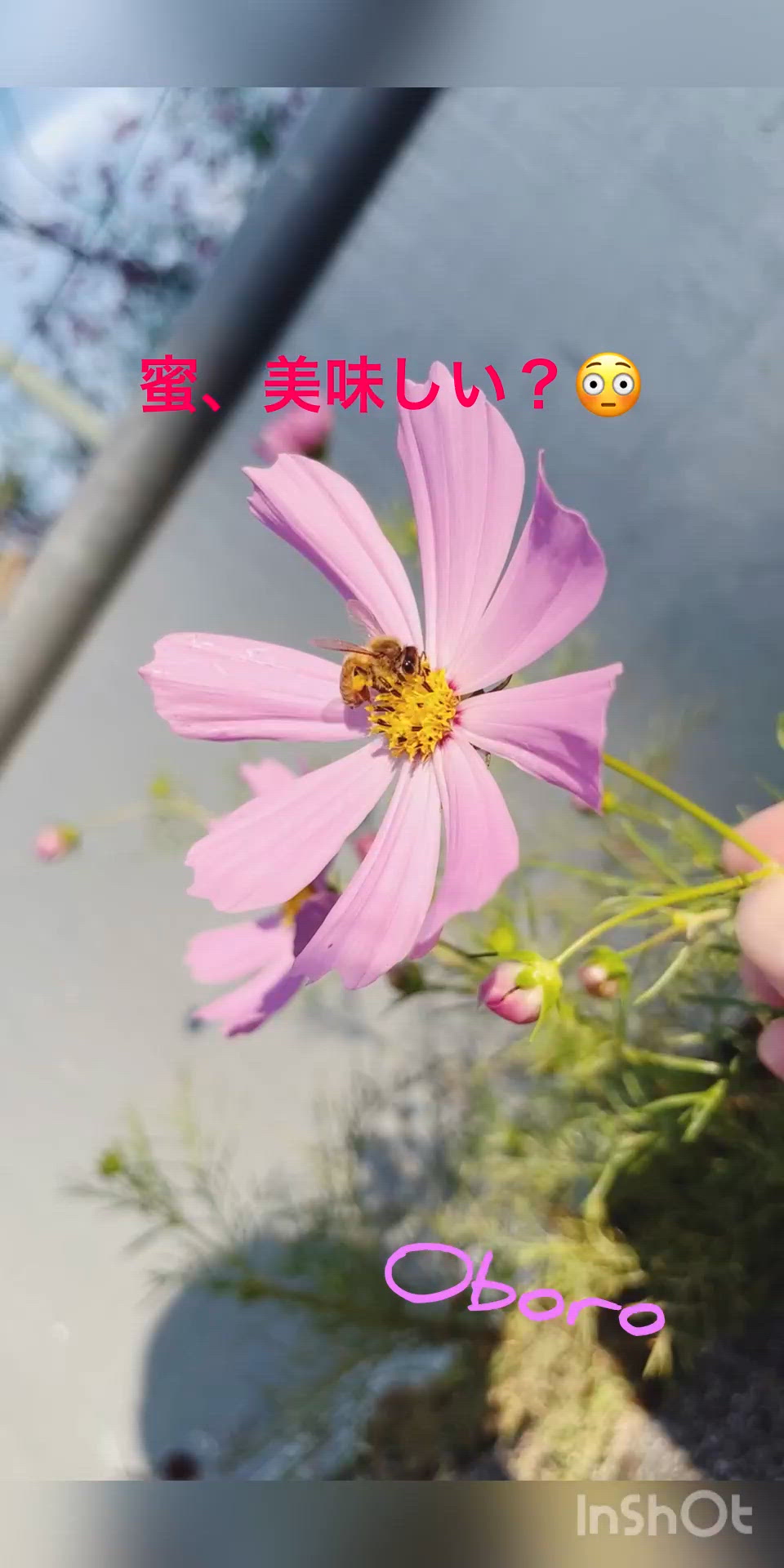 フレー♡フレー♡