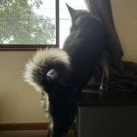 はやおき…