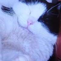 ありがとう(ФωФ)
