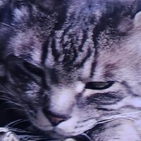 すみれ