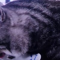 すみれ
