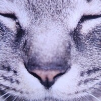 ありがとう(ФωФ)