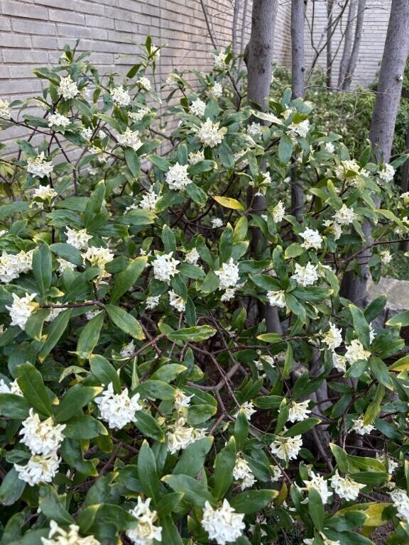 沈丁花