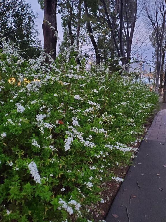 今月ようやっと\(*´ `*)/
